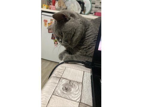 Acil Ücretsiz Sahiplendirme Ankara İçi British Shorthair