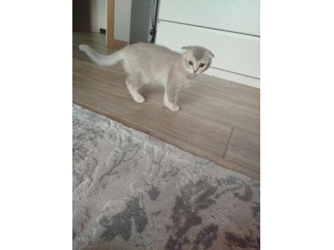 Kedimiz Cookie Yeni Yuvasını Arıyor