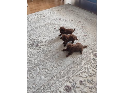 Toy Poodle Bebişler