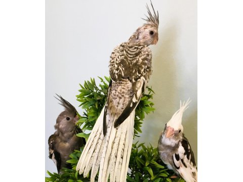 35 Günlük Yavru Bebek Sultan Papağanları A Kalite Wf