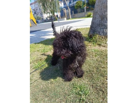 6 Aylık Siyah Toy Poodle