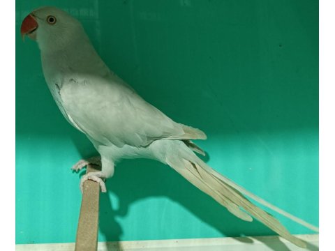 Buz Mavisi Mutasyon Pakistan Papağanı