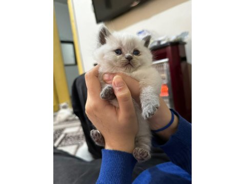 Bluepoint Yavru Kediler