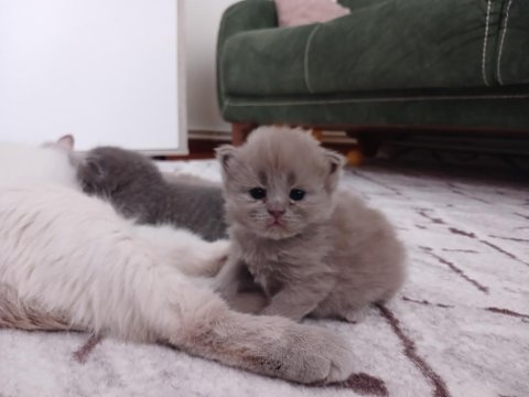 1 Aylık Scottish Straight Ve Scottish Fold Lilac