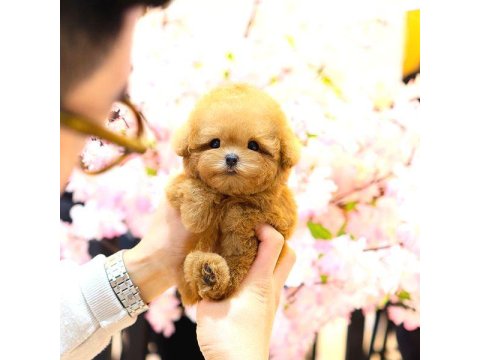 Toy Poodle Yavru 2 Aylık