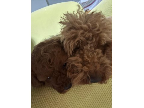Safkan Yavru Toy Poodle