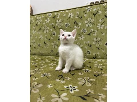 2 Aylık Erkek Beyaz British Shorthair