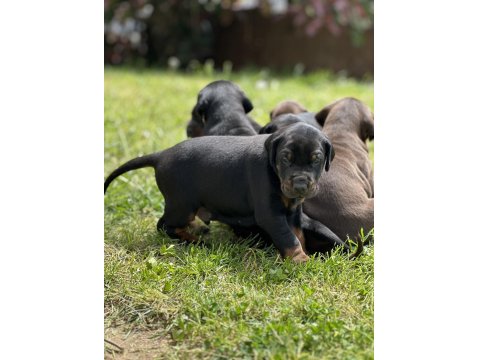 Şeceresiz Black Tan 30 Günlük Özel Doberman Yavrusu