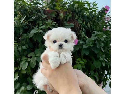 Mini Boy Maltese Terrier Yavrularımız