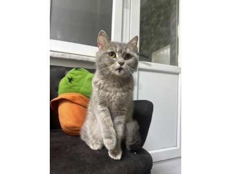 British Shorthair İçin Yuva Aranıyor
