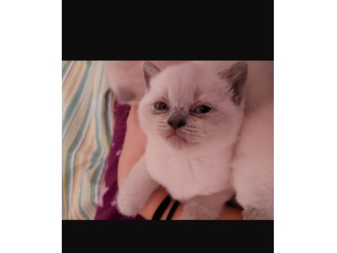 Kedimize Yeni Yuva Aranıyor