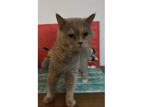 British Shorthair Kedimi Sahiplendiriyorum