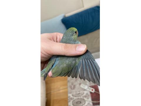 2.5 Aylık Dişi Turkuaz Forpus