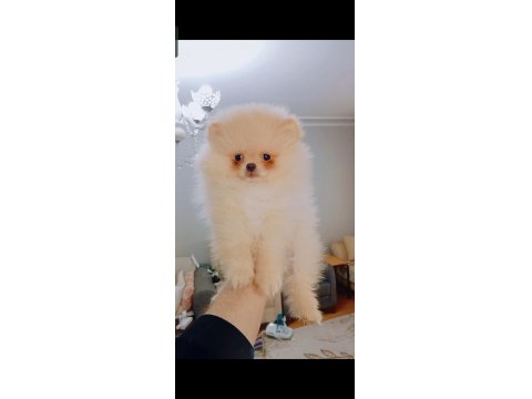 Pomeranian Boo Erkek