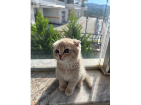 Kusursuz Güzellik Scottish Fold Yavrular