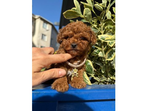 Orijinal Güler Yüzlü Show Kalite Poodle Köpeğimiz