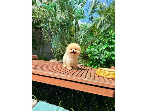 Safkan Pomeranian Boo