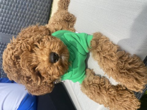 3 Aylık Erkek Toy Poodle