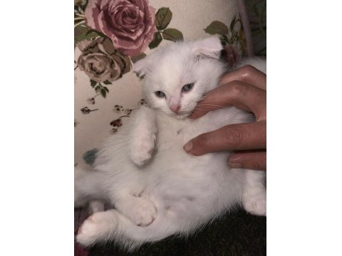 Scottish Fold Kızımız 2 Yaşında