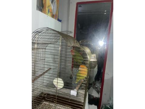 Dişi Ve Erkek Yetişkin Kafesi İle Sevda Papağanı