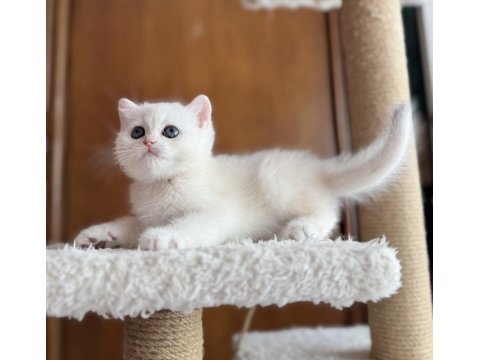 Mükemmel Kalite Silver As12 British Shorthair