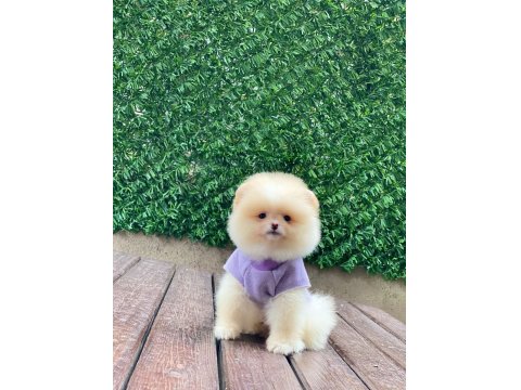 Pomeranian Boo Yavrular