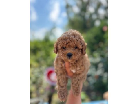 Safkan Poodle Yavruları