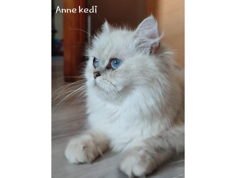 Ayi Surat British Shorthair Yavrular