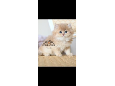 İpeksi Tüylü Golden British Longhair Ny11