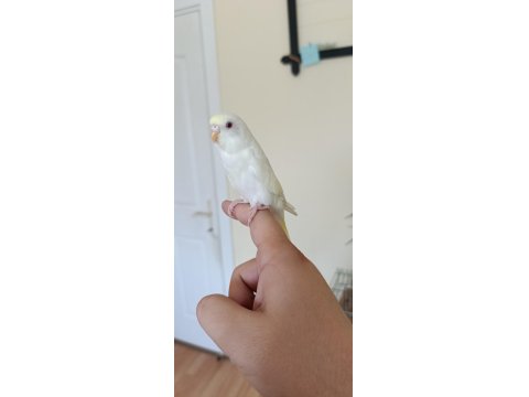 1 Aylık Yavru Dişi Muhabbet Kuşumuz