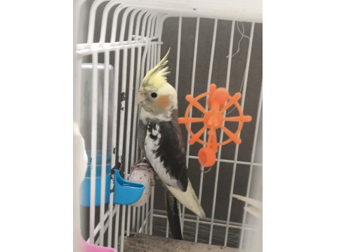 5 Aylık Erkek Sevimli Sultan Papağanı