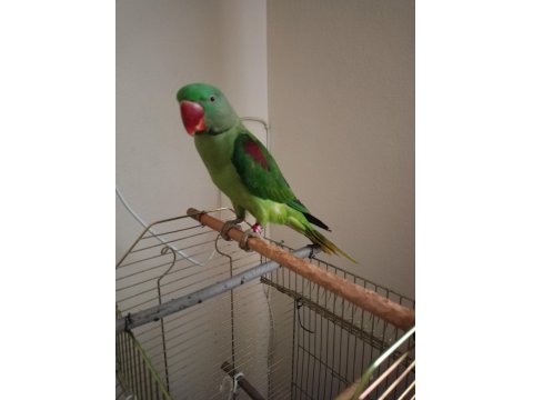 Erkek Alexander Papağanı 10 Aylık