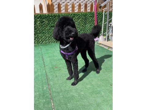 Giant Poodle Köpeği