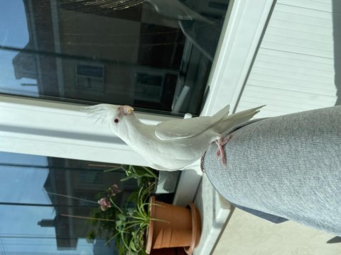 Albino Yavru Sultan Papağanı