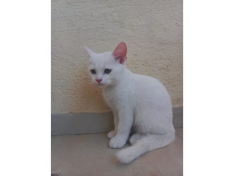 2 Aylık British Bebeklerimiz Sahiplendirilecektir