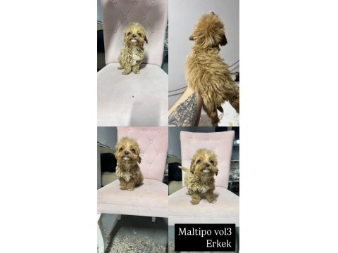 Her Renk Maltipo Bebekler