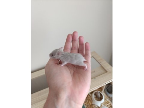 Sağlıklı Suriye Hamster Yavruları