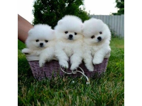 Sevimli Pomeranian Yavruları