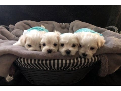 Irk Garantili Maltese Yavruları