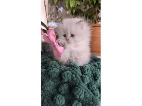 British Longhair Golden Point Safkan Yavru
