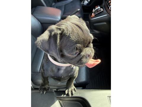 3 Aylik Nadir A Kalite Pug Siyah