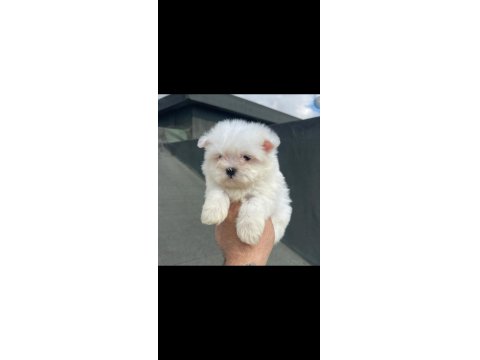 Kore Maltese Bebeğim