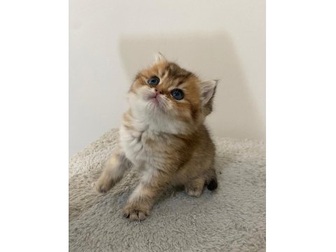 Yavru Golden British Shorthair