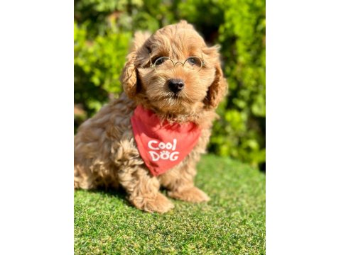 Sevimli Maltipoo Yavrular