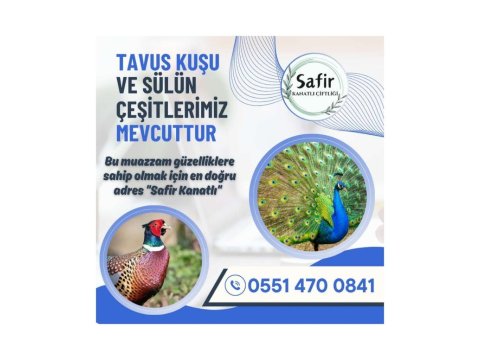Tavus Kuşu Ve Sülüne Dair Herşey