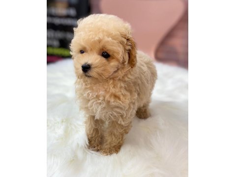 Efsane Maltipoo Yavruları