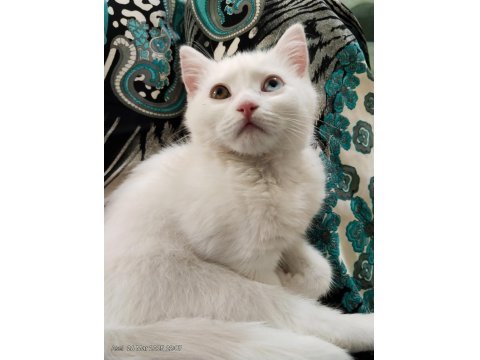 3 Aylık British Shorthair Beyaz