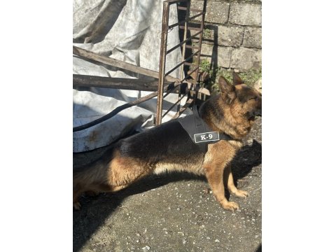 Erkek Alman Kurdu - Detay İçin Yaz