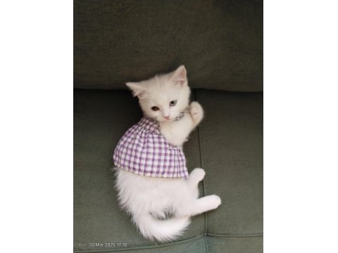 3 Aylık British Shorthair Beyaz