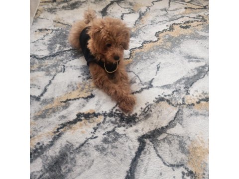 4 Aylık Toy Poodle